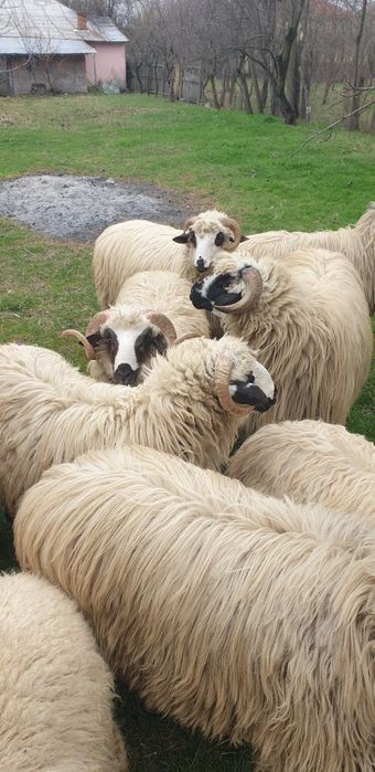 Vand  oi gestante  turcane tinere