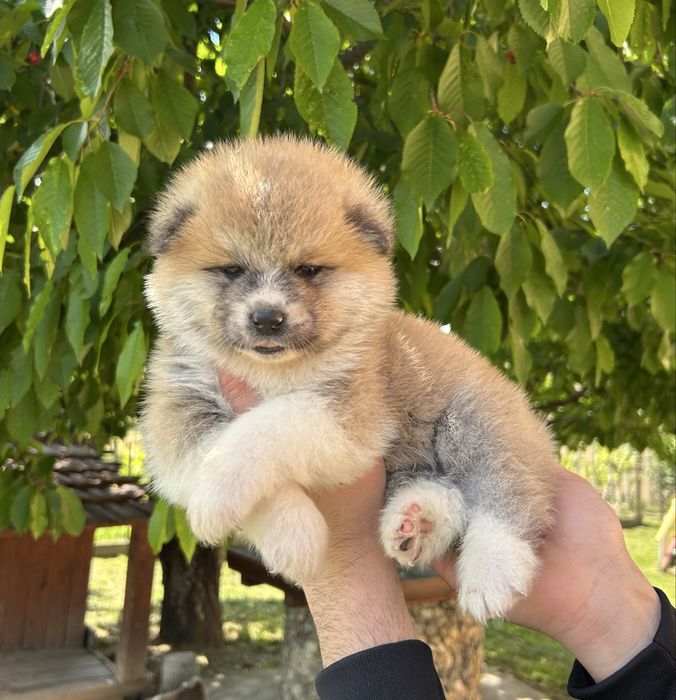 Akita inu japonez pedigree tip A