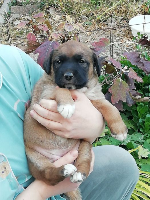 Щенята в добрые руки