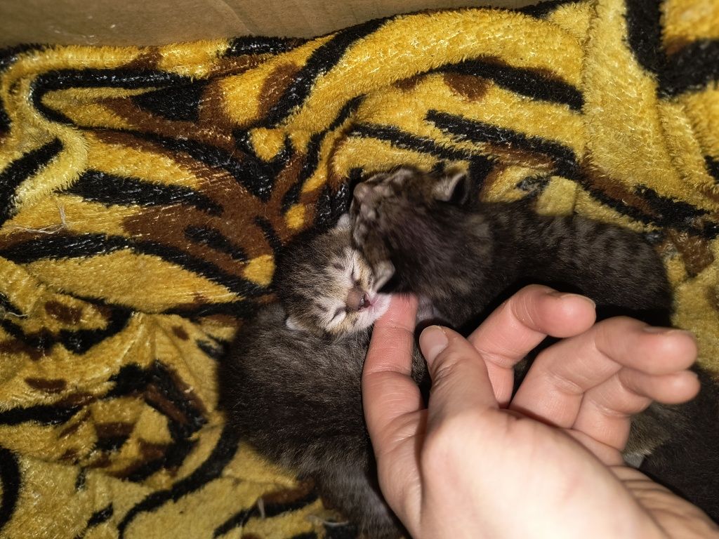 Отдам котят бесплатно