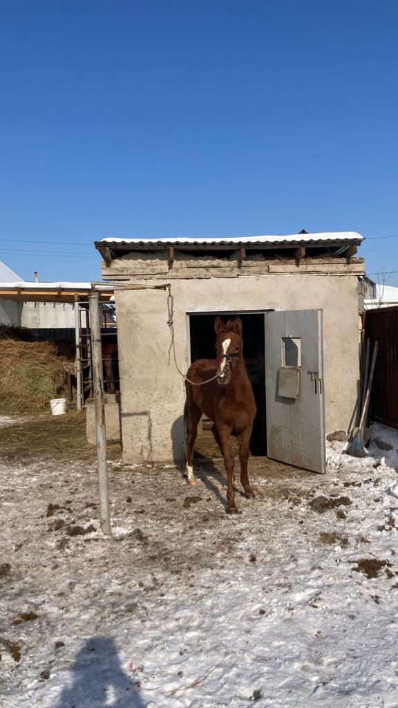 Жабагы сатылады таза канды ,Әр кайсысы төрт жузминнен.