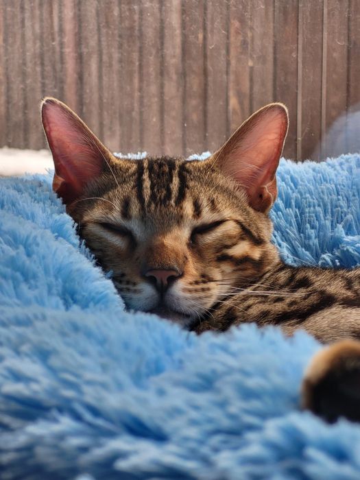 Бенгальский кот, Зафар