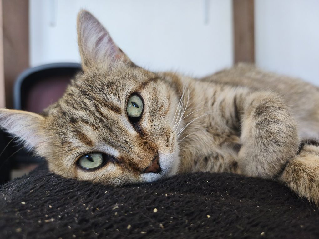 Кошечка Мария ищет дом