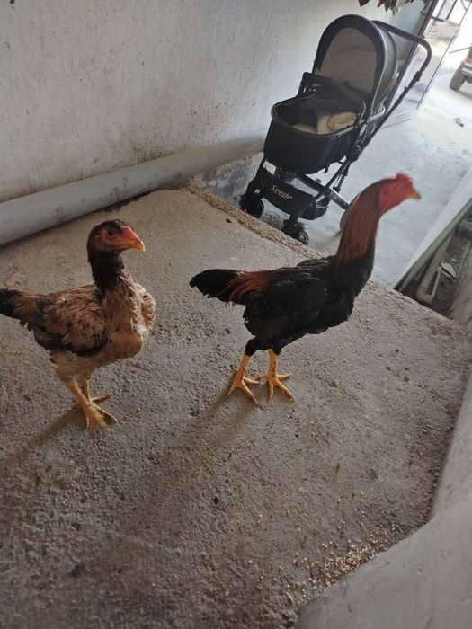 Yapon Shamo tovug'i bilan 100$