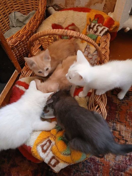 Отдам котят в хорошие руки