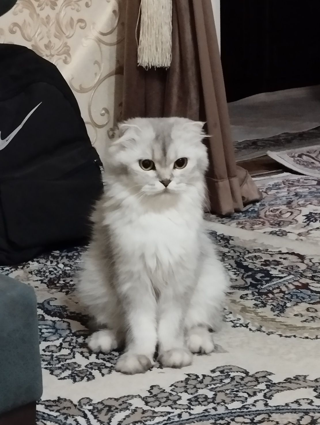 Продам кошку шиншиллу