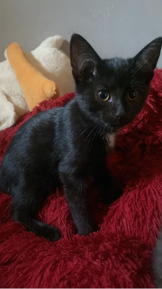 отдам котят даром!