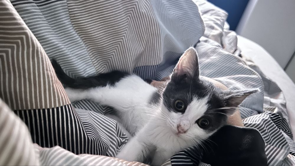 Pisici pt adoptie responsabilia