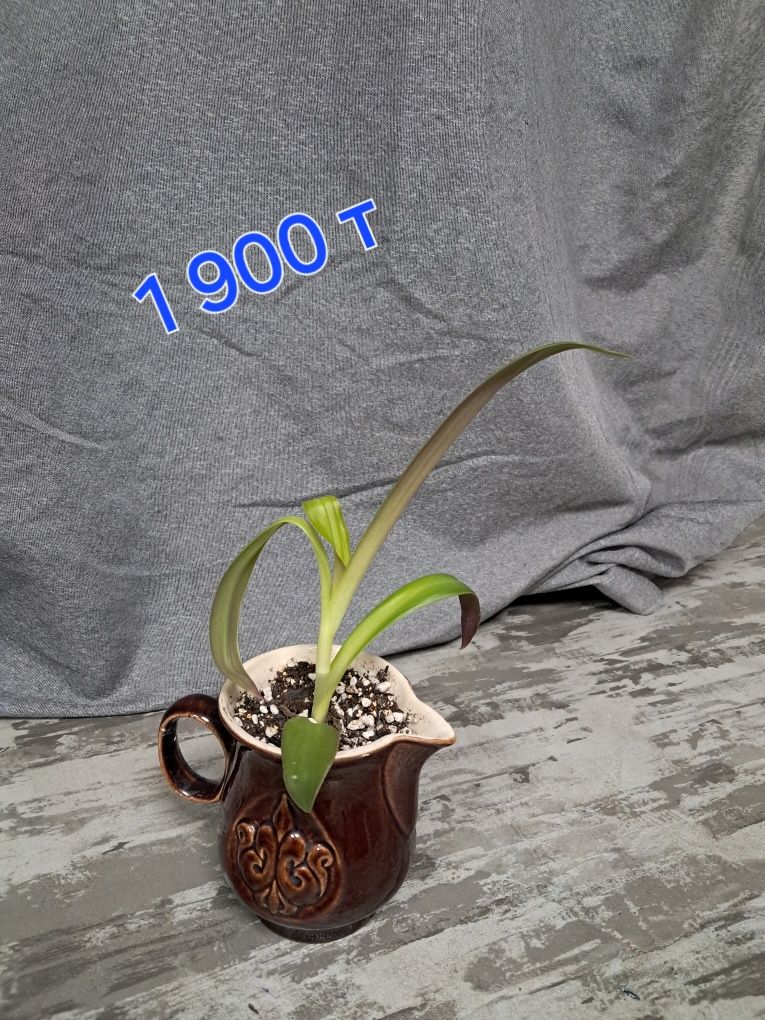 Продам комнатные растения