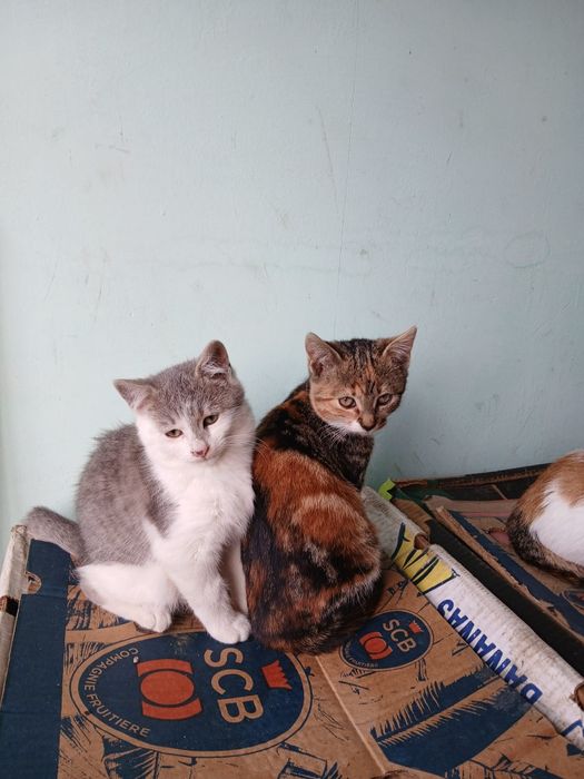 Pisoiaș gratuit donez 3 pisoi foarte cuminți îngrijiți