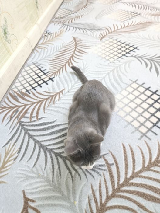 skotish stray mushuk
