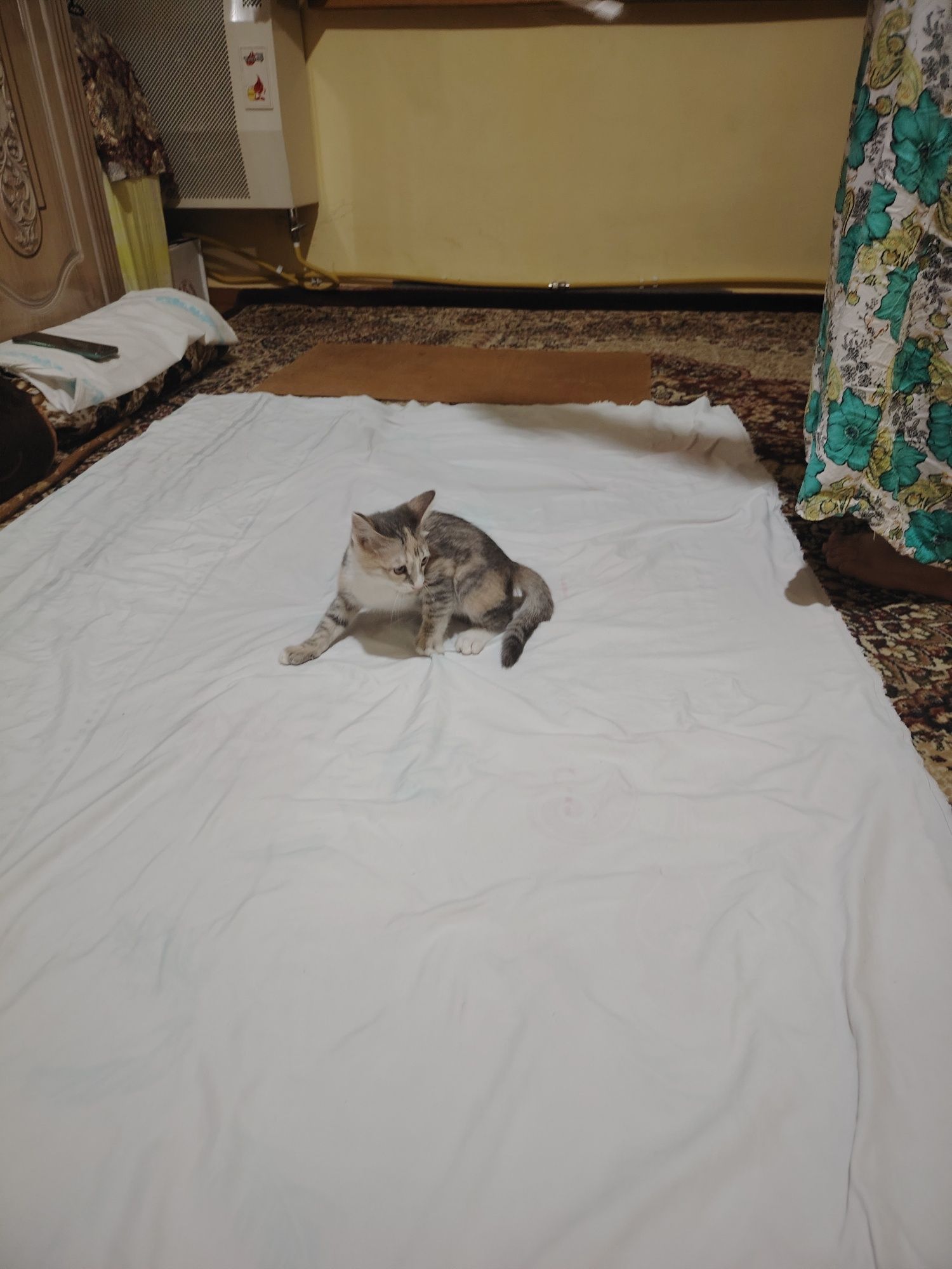 Отдадим котёнка в хорошие руки