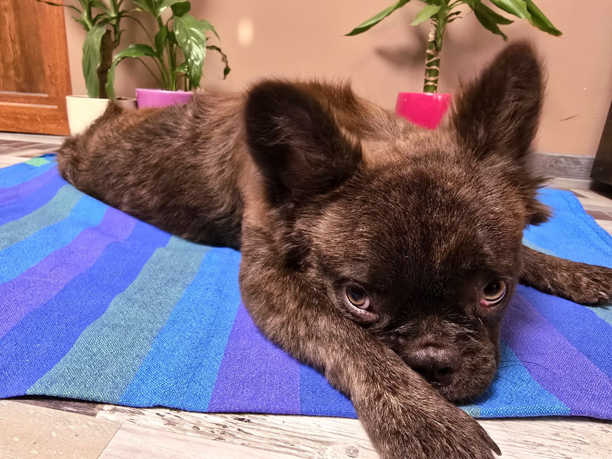 *FLUFFY* Френско Булдоче