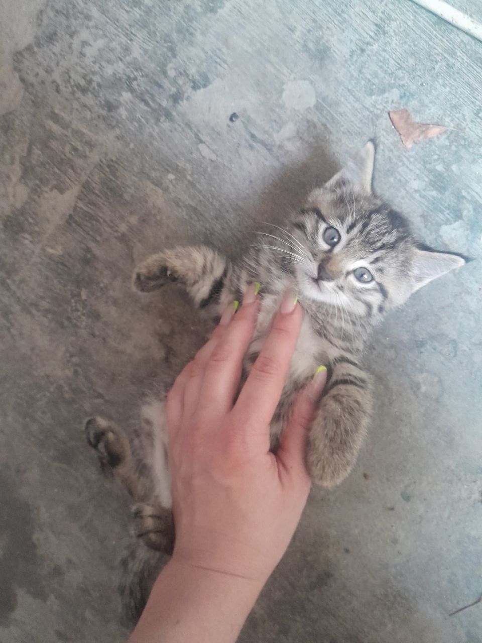 Котята отдам в добрые руки