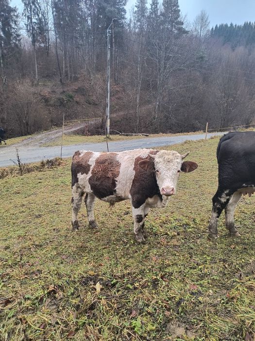 Vând taur bălțat!
