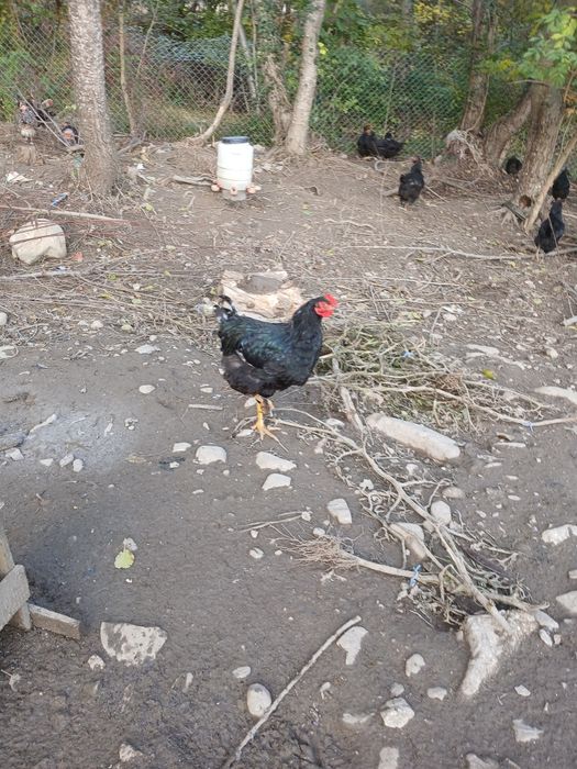 Cocoși de casă de vânzare