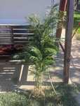 Arbore de matase pomisor roz