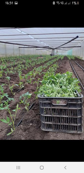 Generator aer cald soba combustibil solid centrala solar sera