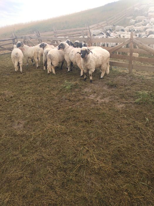 Berbeci cu certificat de origine