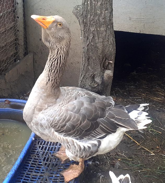 Gascan Toulouse rasa pura- de expoziție.Schimb cu puicute Australorp