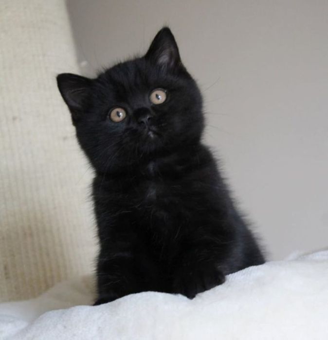 British Black băiețel