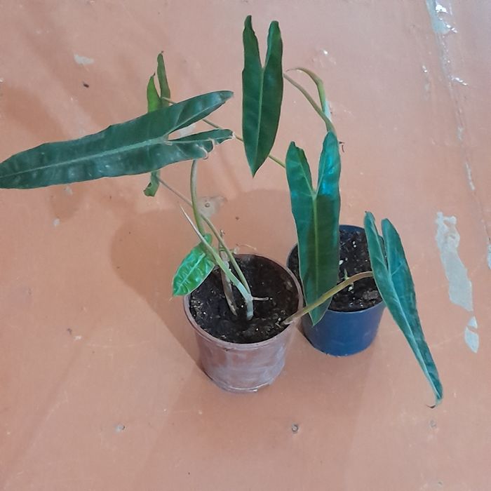 Филодедрон биллетау на оранжевых ножках