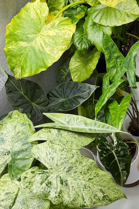 Алоказии разные (обновляется описание)