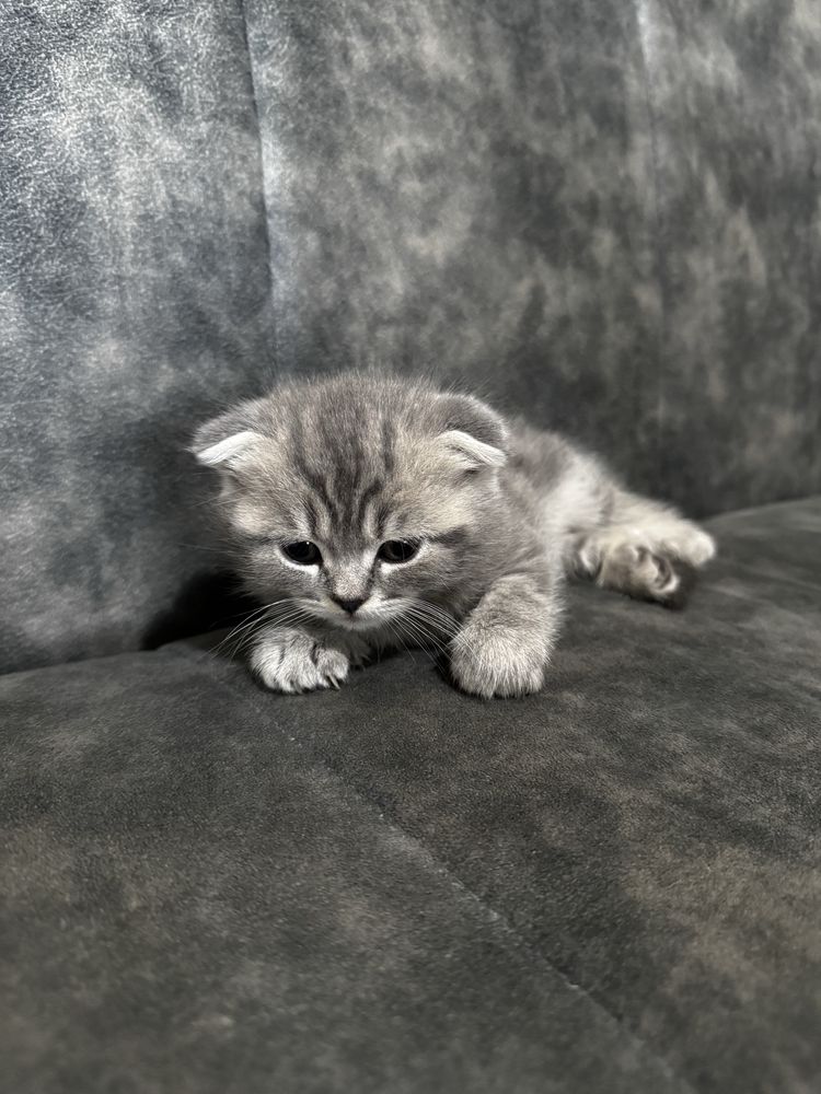 Котята скоттиш-фолд/скоттиш-страйт