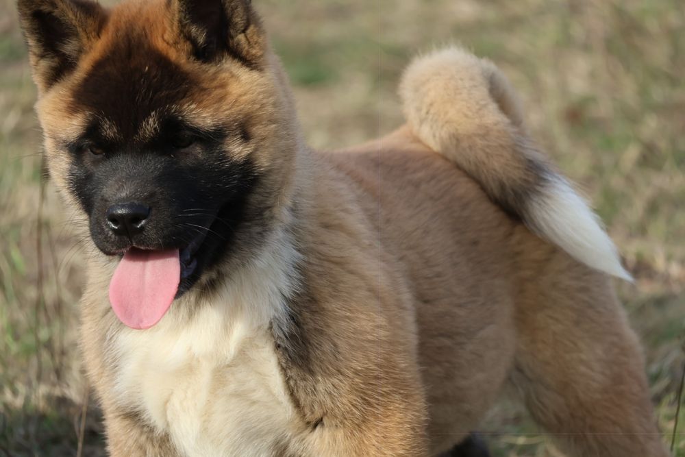 Femela akita american pedigree tip A