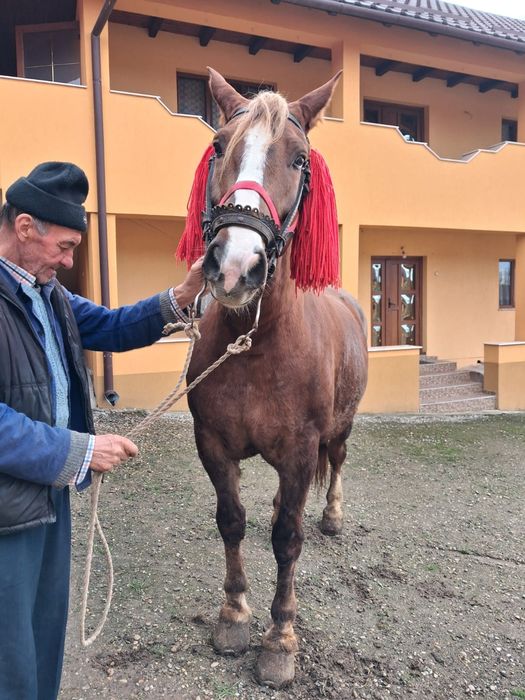 Se vinde cal de lucru
