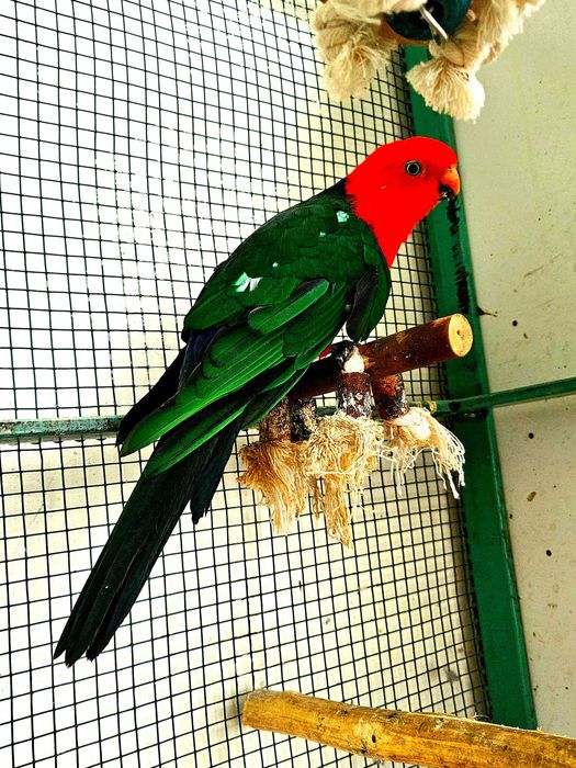 Pereche matura Marele Alexandru China ,Micul Alexandru