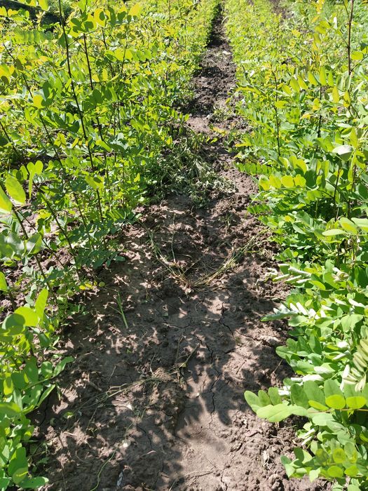 Puieți salcâm anul 1