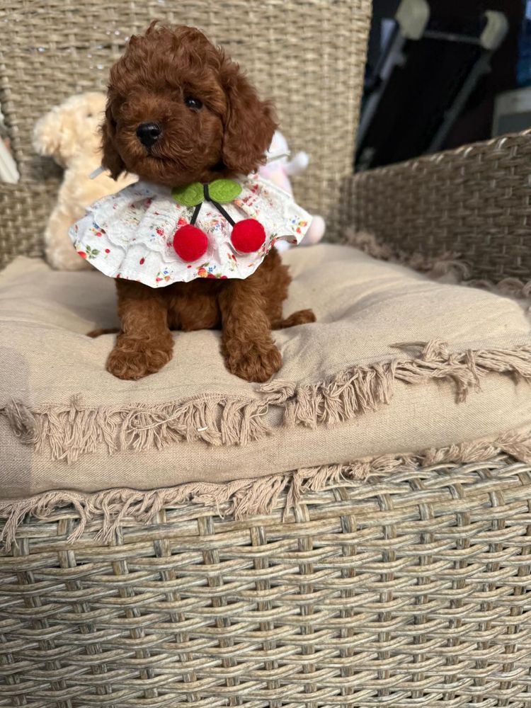 Toy mini red poodle
