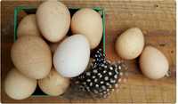 Ouă bibilica 2 lei/buc