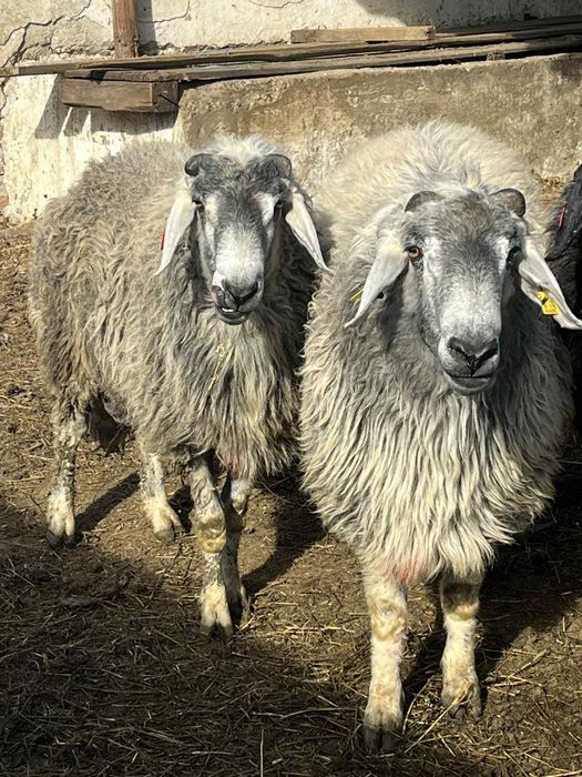 Vând berbeci brumarii