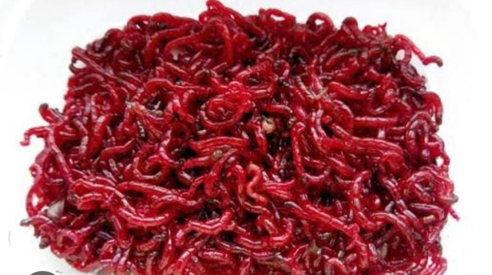 Трубочник,матыль свежий и мороженный оптом и в розницу