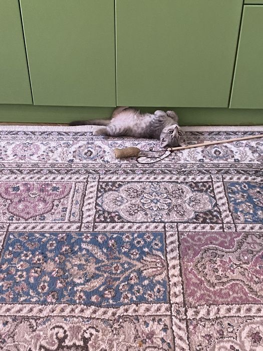 Отдаем кота в хорошие руки .Бесплатно .