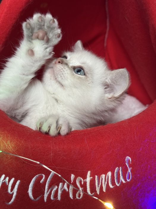 British Shorthair cu pedigree, vaccinuri la zi – super blând