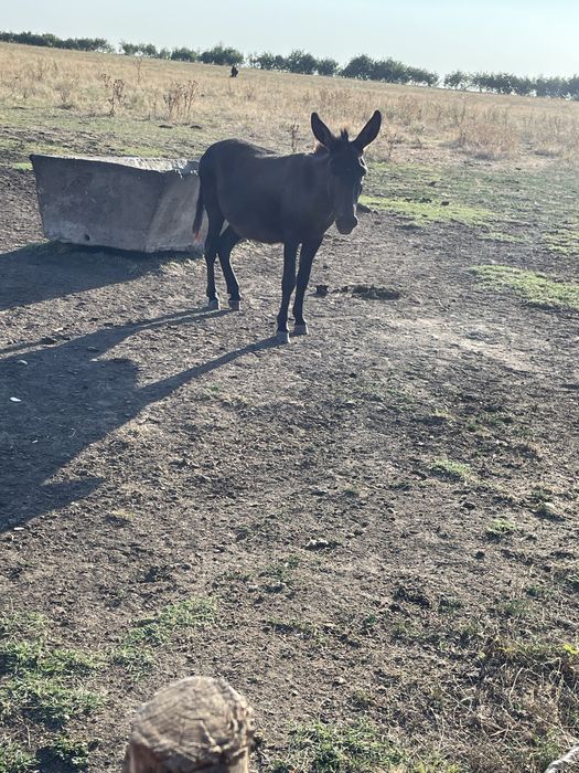 Vnd magar e mascul la un an jumate