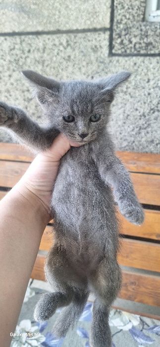 Отдам котёнка девочку в добрые руки