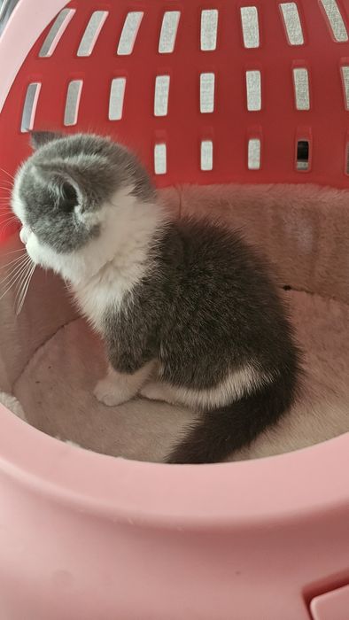 1.5 месячный страйт