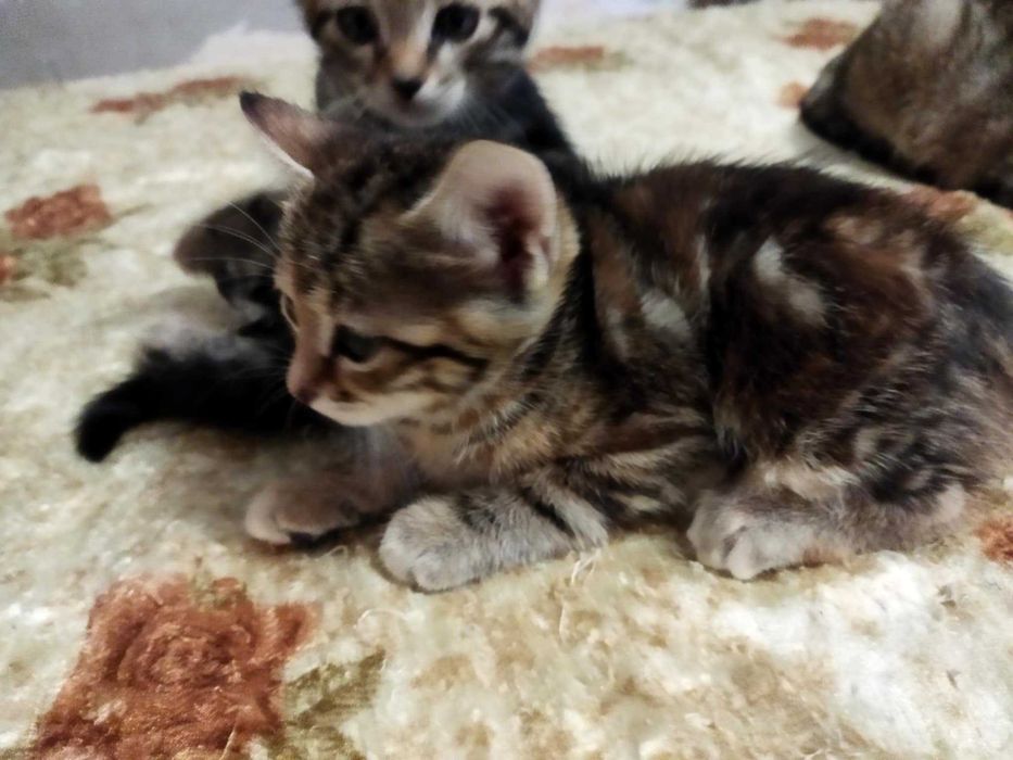 Подарявам котета