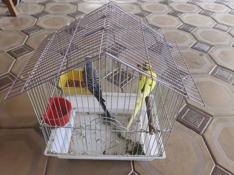 Папугай пар 2та.Клеткаси билан сотилади.