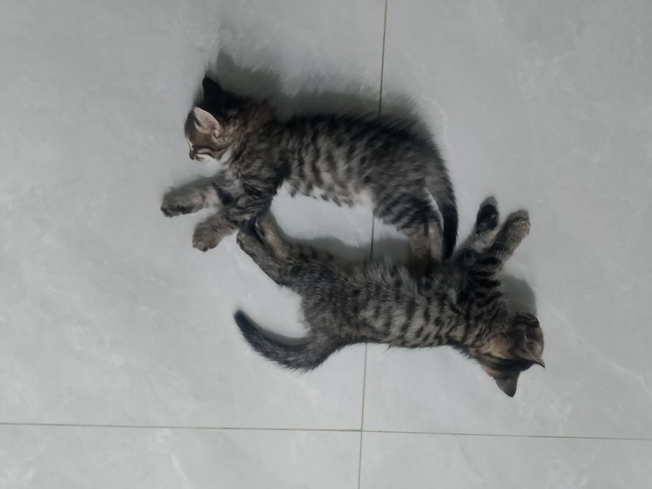 Маргаулар бар есть Котята  оба мальчики