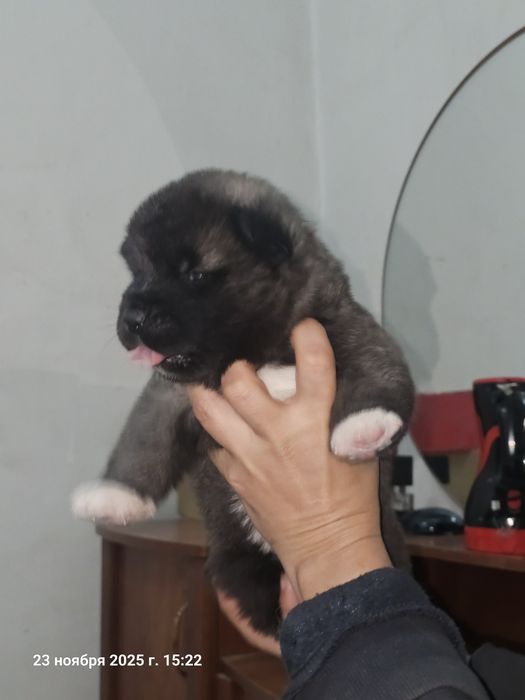 Щенки Американской Акиты