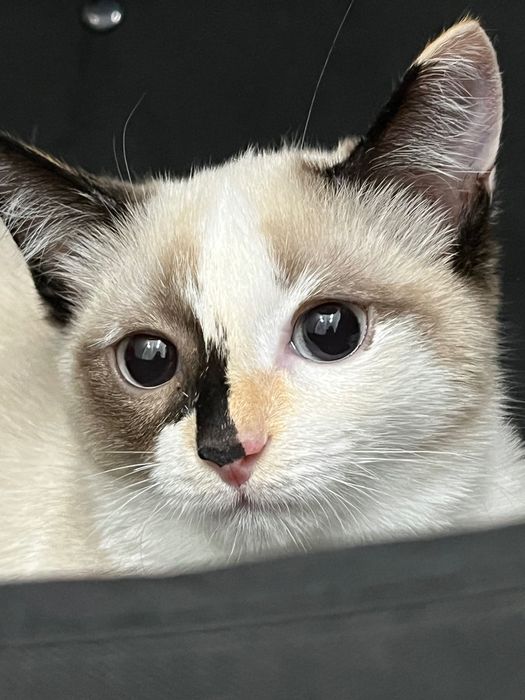 Отдам кошку в хорошие руки