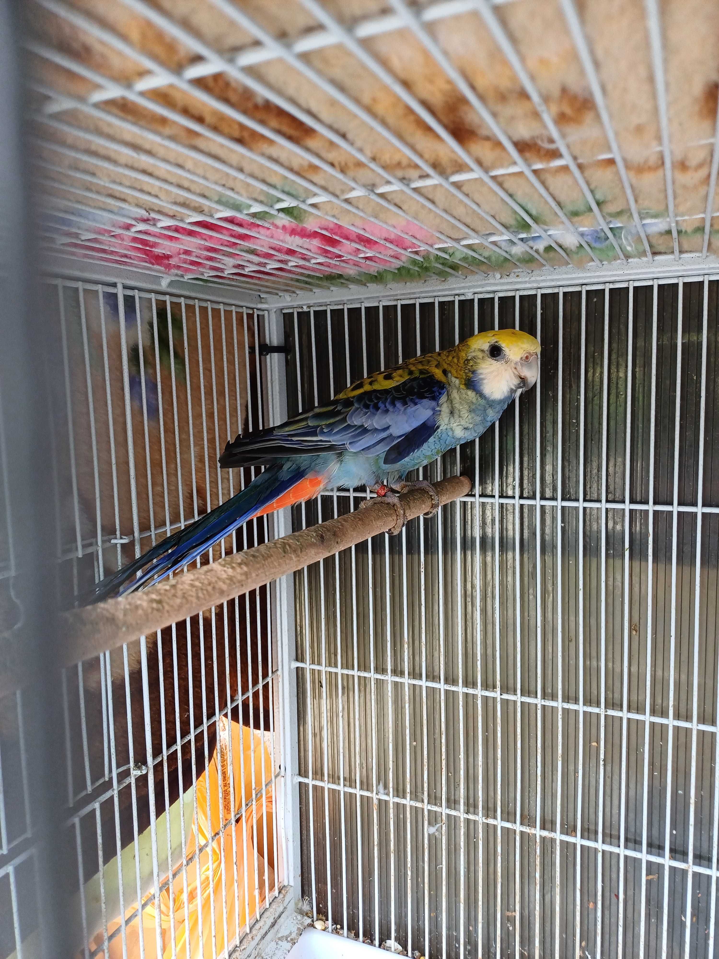 Vând perusi pui,maturi cântatori nimfe kakariki rosella  turturele .