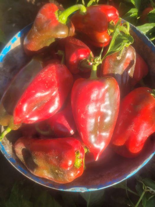 Vând gogoșar și kapia