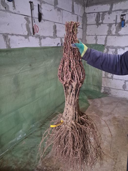 Butași viță de vie anul 2 și anul 3