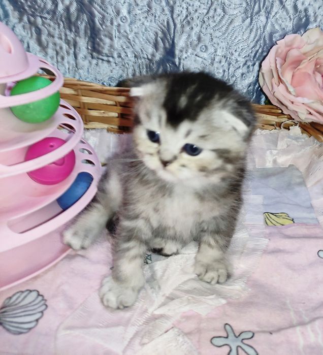 Продается шикарный котенок мальчик серебристая г